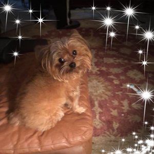 Meet your Posher, Janis